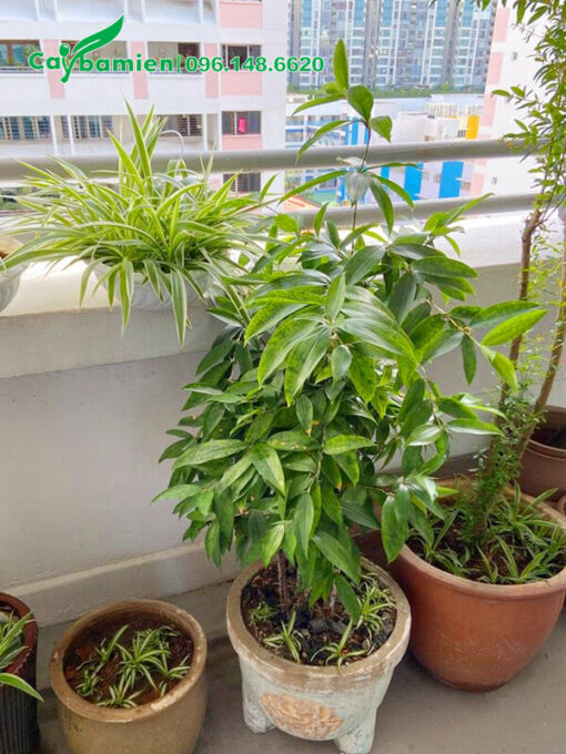 Chậu Trúc Nhật trồng trên sân thượng