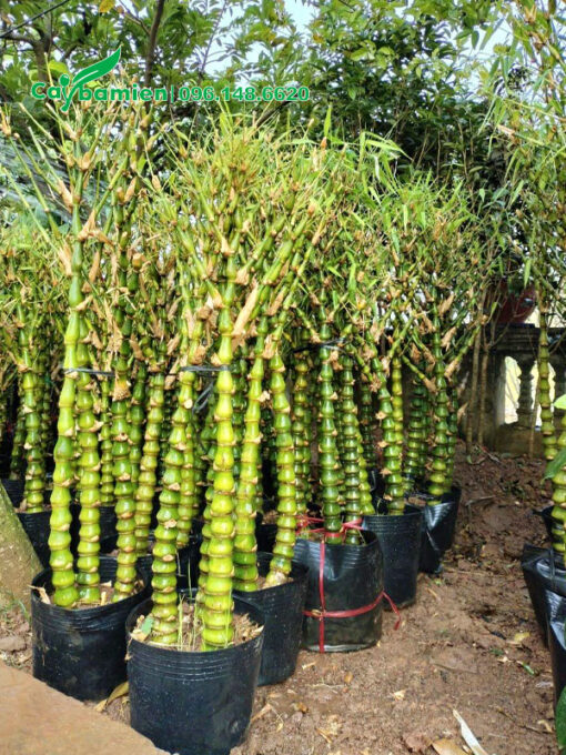 Hàng chục chậu cây Trúc Quan Âm nguyên thân đẹp