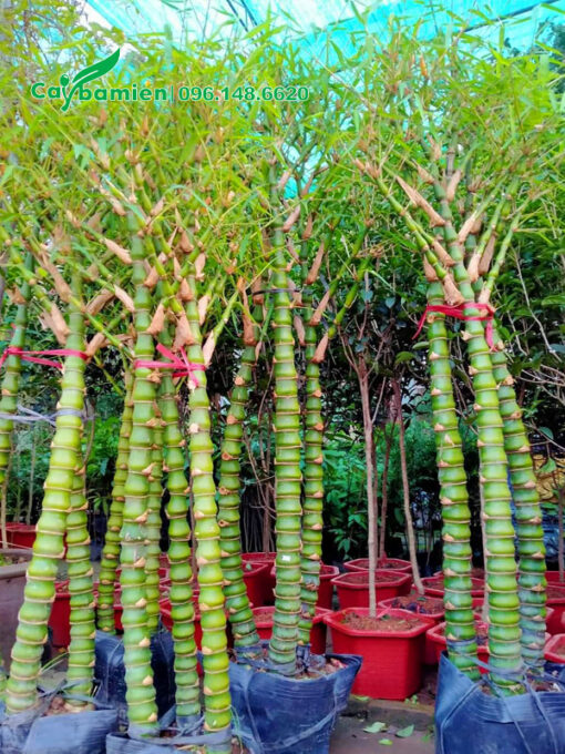 Trúc Quan Âm dáng đẹp, mỗi chậu 3 - 5 thân