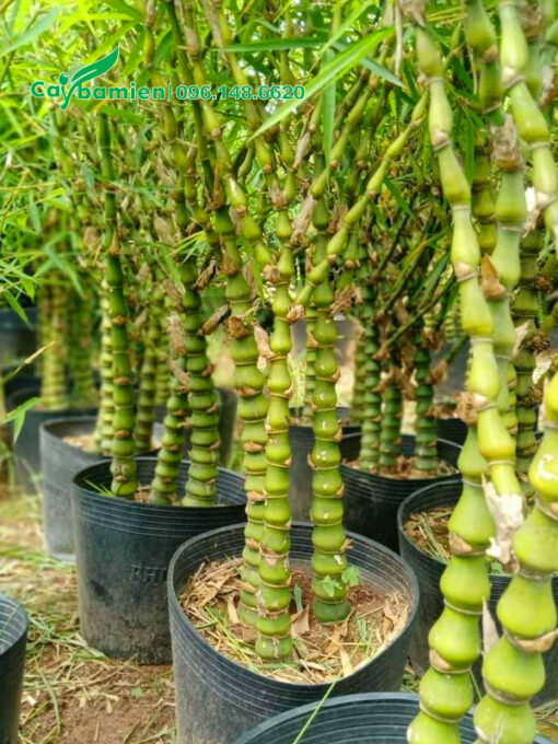 Những bầu cây Trúc Quan Âm nhỏ để làm cảnh