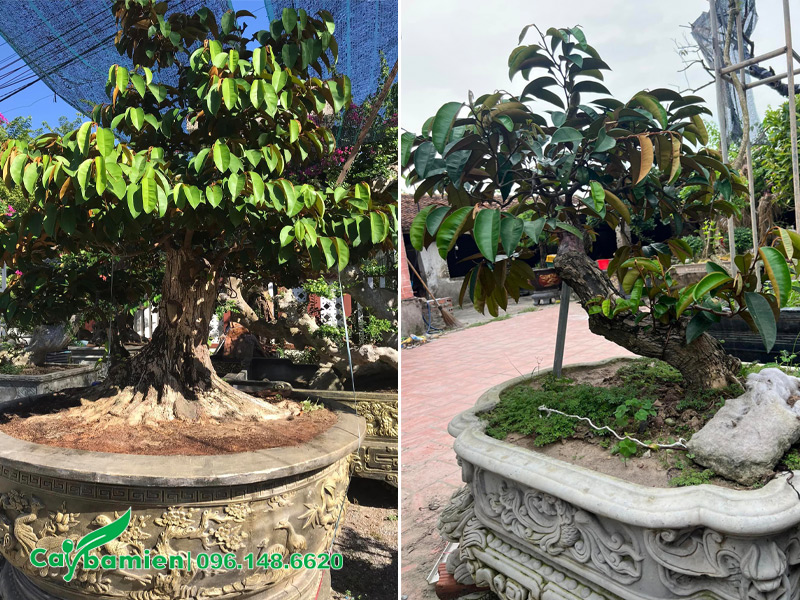 Chậu cây vú sữa cảnh đã tạo dáng bonsai đẹp