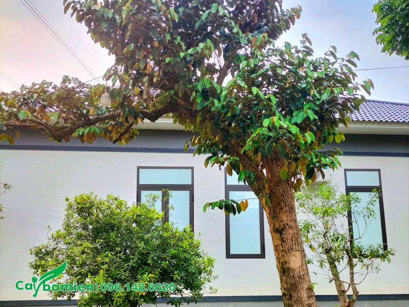 Cây vú sữa dáng bay đẹp trồng trước biệt thự