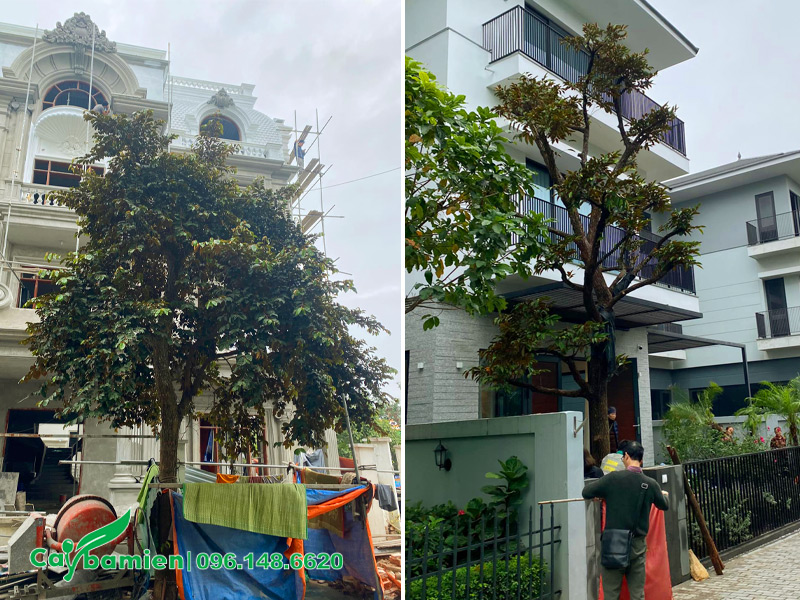 Trồng vú sữa trước nhà lấy bóng mát