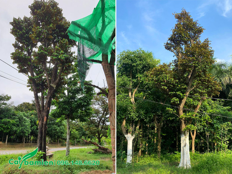Vú sữa cổ thụ cao 8 - 9m
