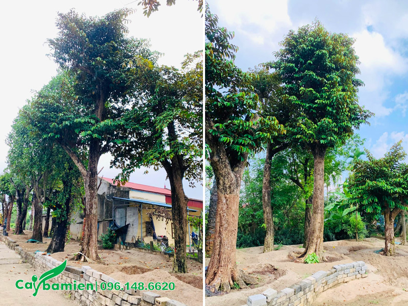Những hàng vú sữa cổ thụ đã dâm ủ nhiều năm