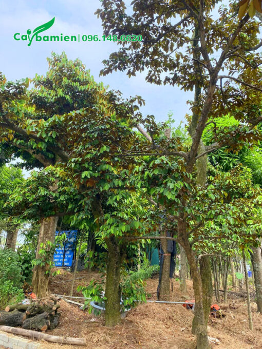 Dáng cây vú sữa duyên dáng