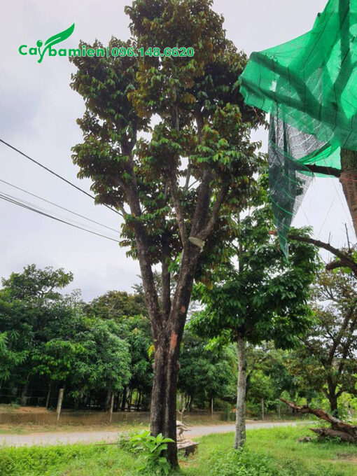 Hình ảnh cây vú sữa công trình đẹp, chiều cao 7m