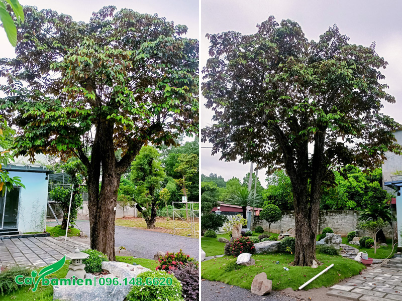 Cây vú sữa cổ thụ trồng trong sân vườn biệt thự