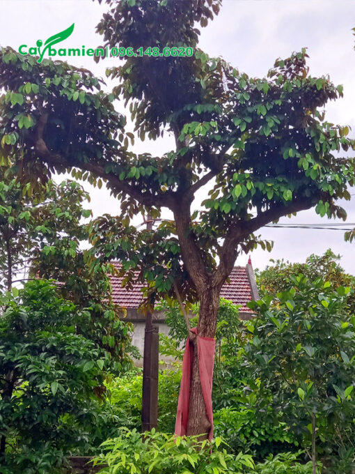 Trồng vú sữa trước sân vườn nhà