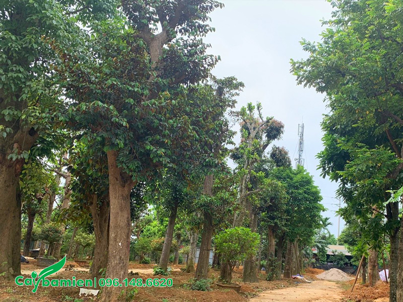 Vườn dưỡng ủ số lượng lớn vú sữa cổ thụ