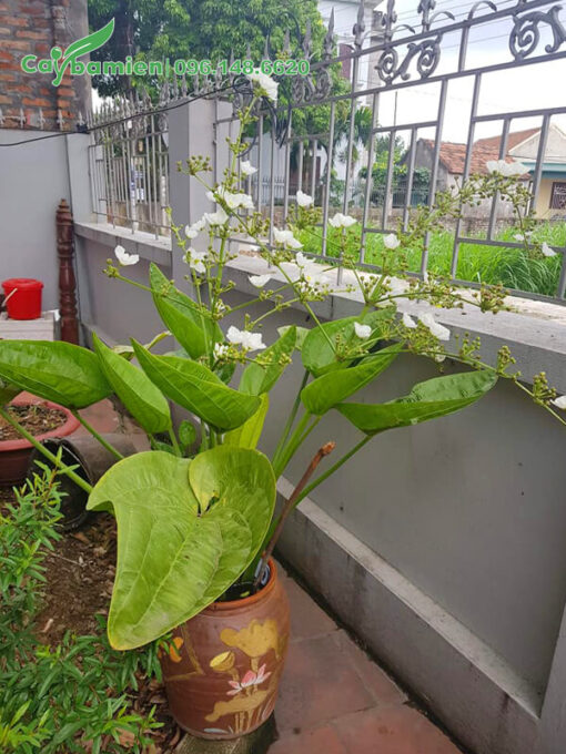 Bách Thủy Tiên trồng trong bình sứ đẹp đặt trước nhà