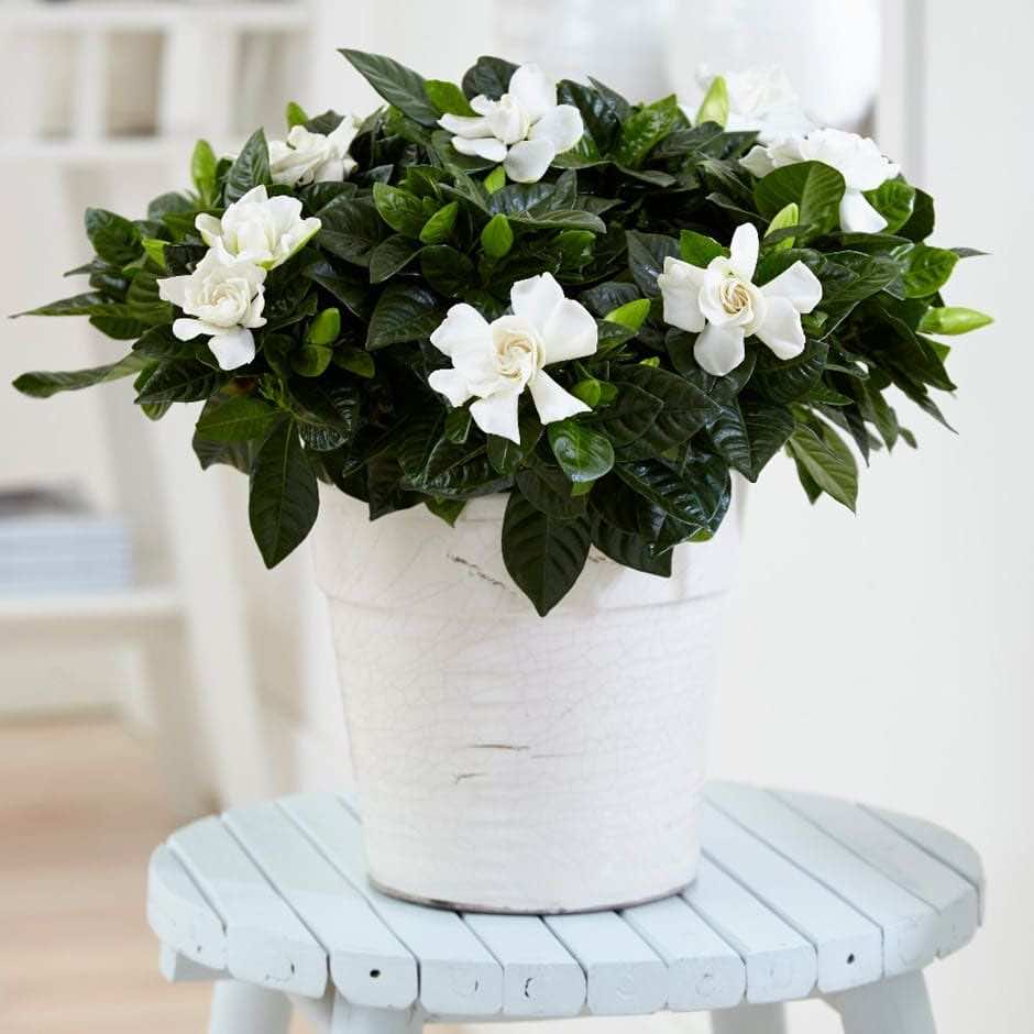 Hoa bạch thiên hương đẹp