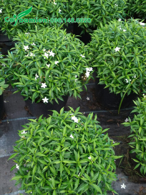 Mai Vạn Phúc loại nhỏ, tán rộng 30cm