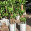 Thiết Mộc Lan cảnh, cao 1m5
