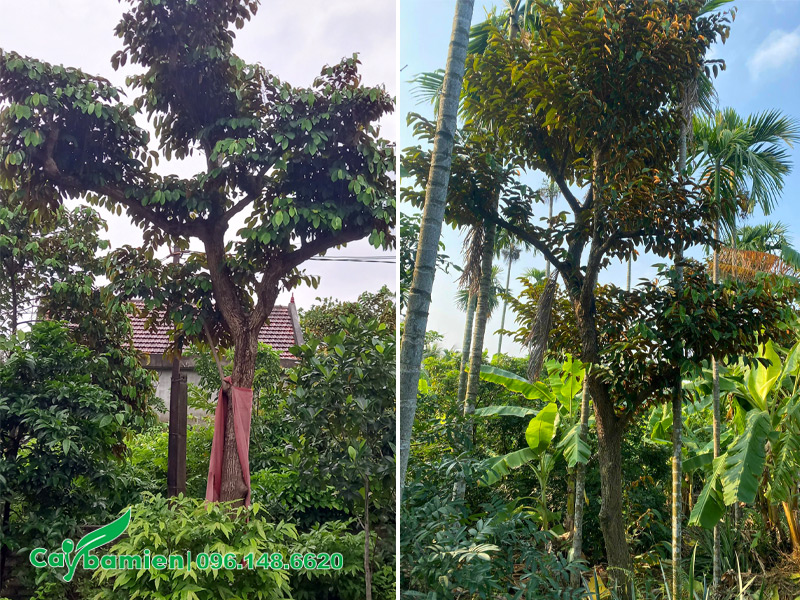 Trồng cây vú sữa trước nhà