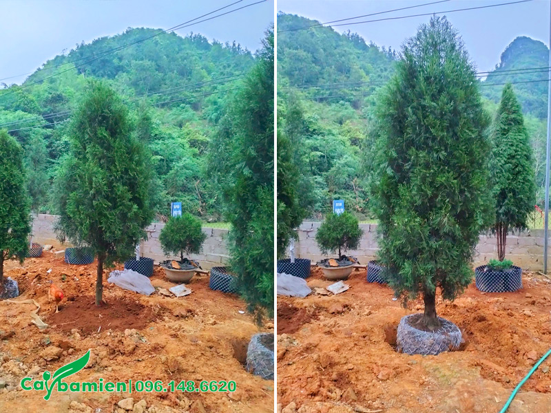 Dâm ủ cây hoàng đàn cao 3 - 4m tại vườn cho khách