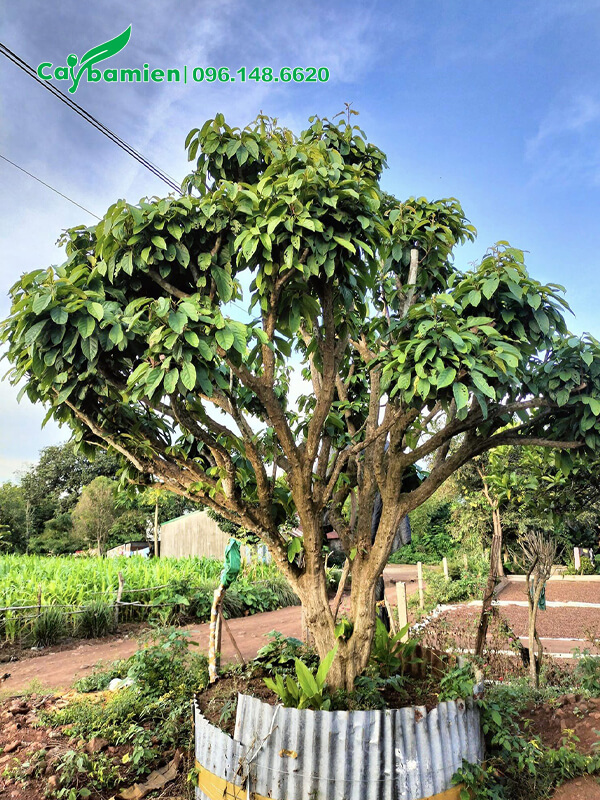 Cây Dâu Da Đất bonsai, cao gần 2m