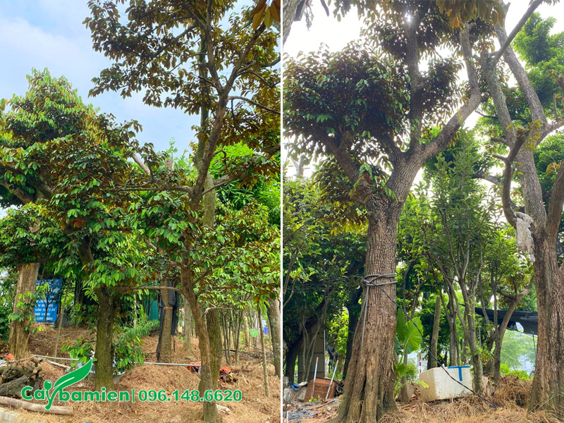 Hàng dưỡng ủ đẹp, chiều cao 5 -6 m