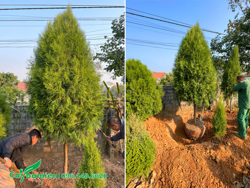 Bứng bầu cây hoàng đàn tuyết lạng sơn đường kính gốc 8 - 10cm