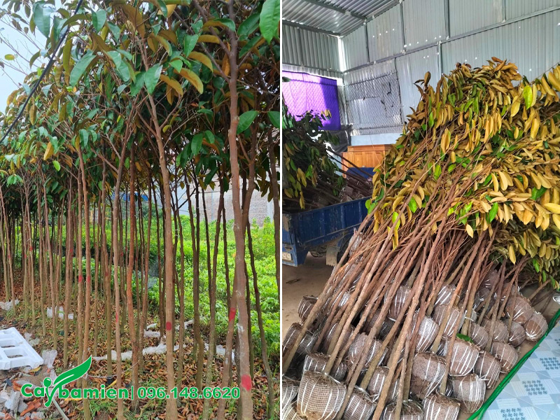 Vườn cây vú sữa giống cao 2 - 2,5m