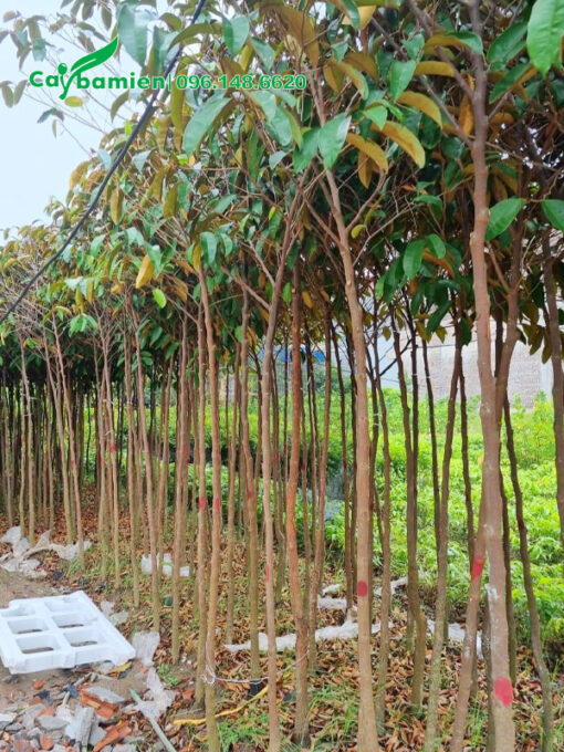 Cây giống chiều cao 2m