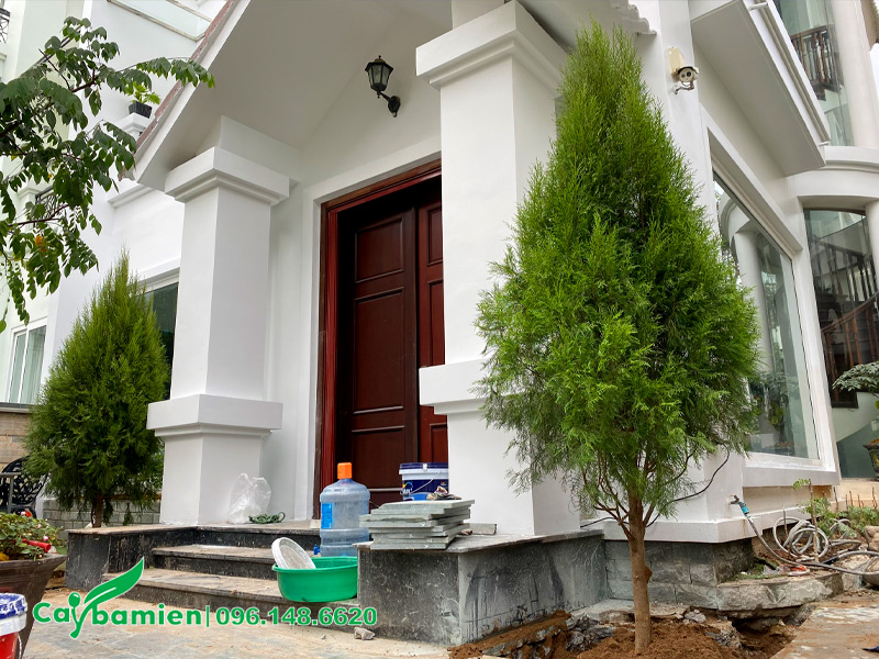 Trồng cây hoàng đàn trước nhà biệt thự