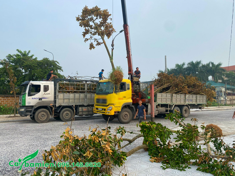 Cần cẩu đang nâng cây vú sữa công trình lên xe