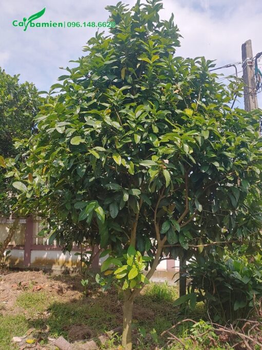 Cây Hải Đường cao 3 mét, cắt tỉa tạo dáng tháp đẹp