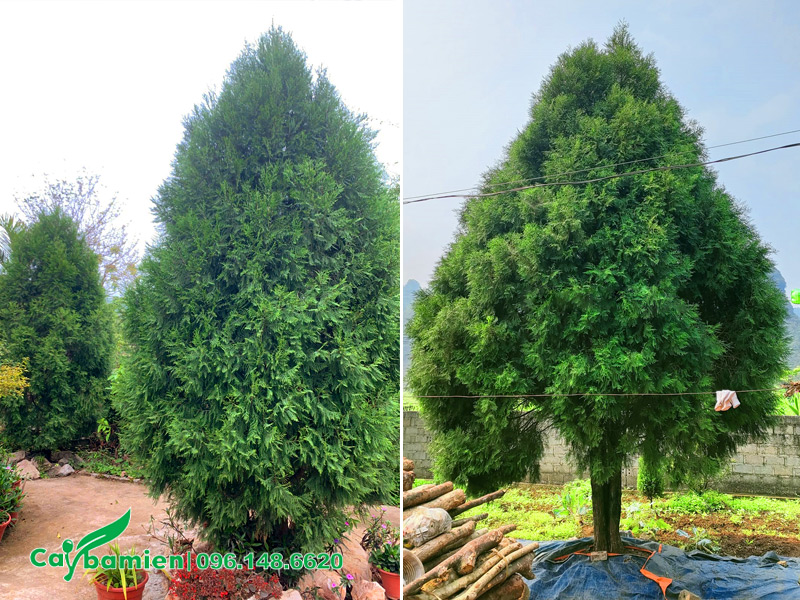 Vườn dâm ủ cây Hoàng Đàn đường kính gốc 10 - 12cm