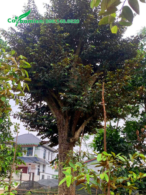Cây vú sữa công trình tán đẹp