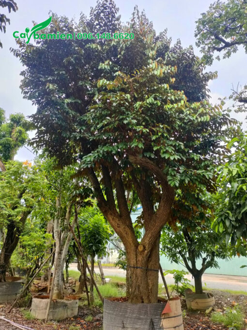 Một cây vú sữa cổ thụ đường kính gốc 40cm
