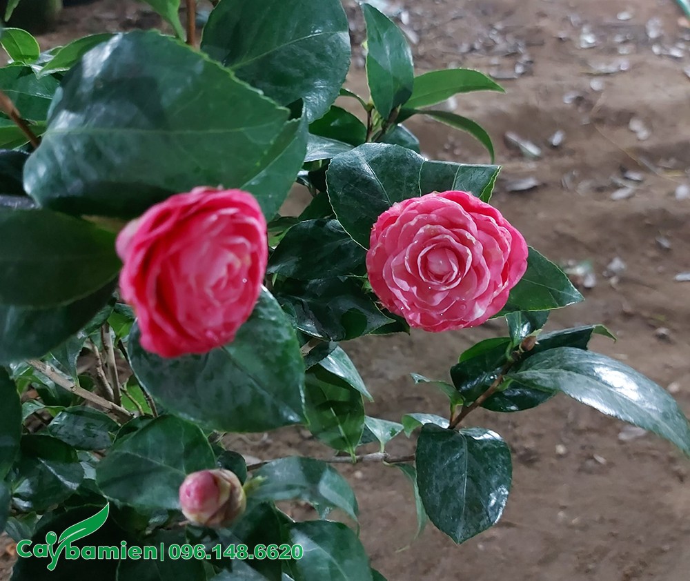 Bông hoa Trà cung đình màu hồng đậm xinh đẹp