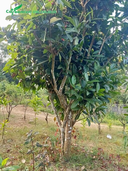 Bán cây hoa hải đường cổ thụ, có 2 thân chính, đường kính gốc 20cm