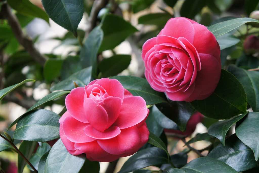 Hoa trà hồng
