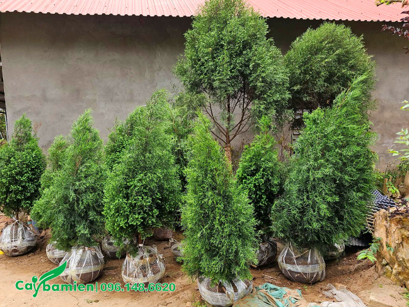 Cây hoàng đàn kích thước đa dạng, chiều cao từ 0.5 - 2m