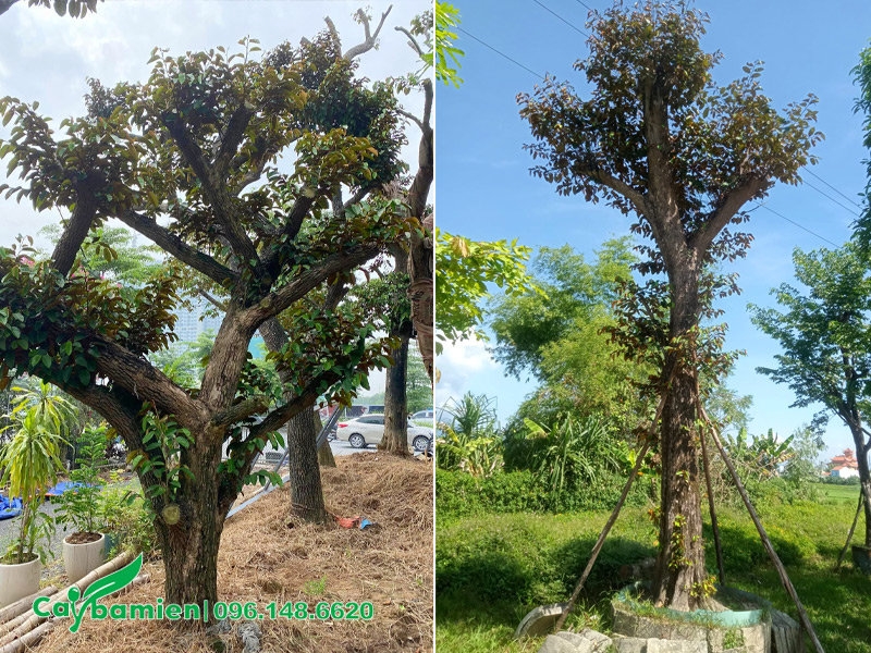 Trồng và chống cọc cho cây vú sữa công trình đường kính gốc 30cm