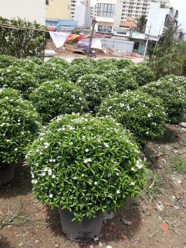 Bán cây mai vạn phúc