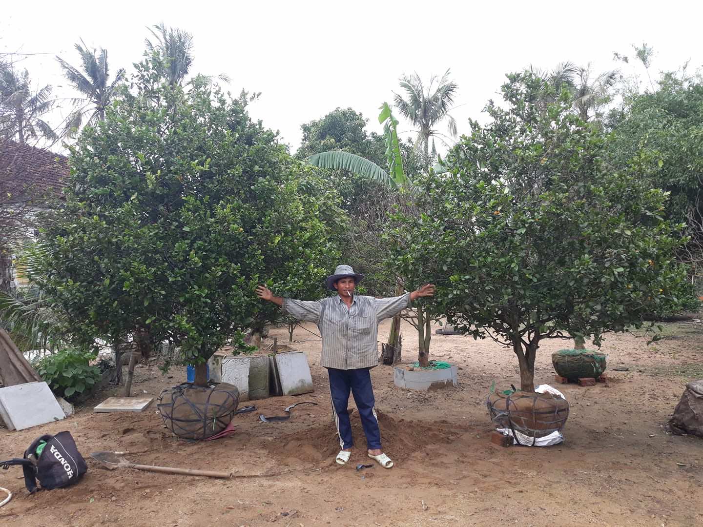 Bán cây mai tứ quý