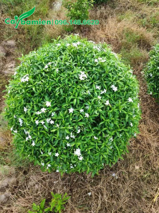 Cây có đường kính tán 60cm, hoa đang ra