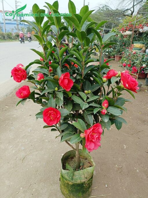 Chậu cây trà thâm bát diện