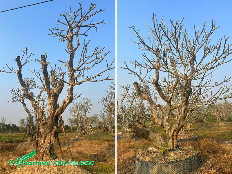 Vườn dưỡng ủ cây hoa đại vàng cổ thụ