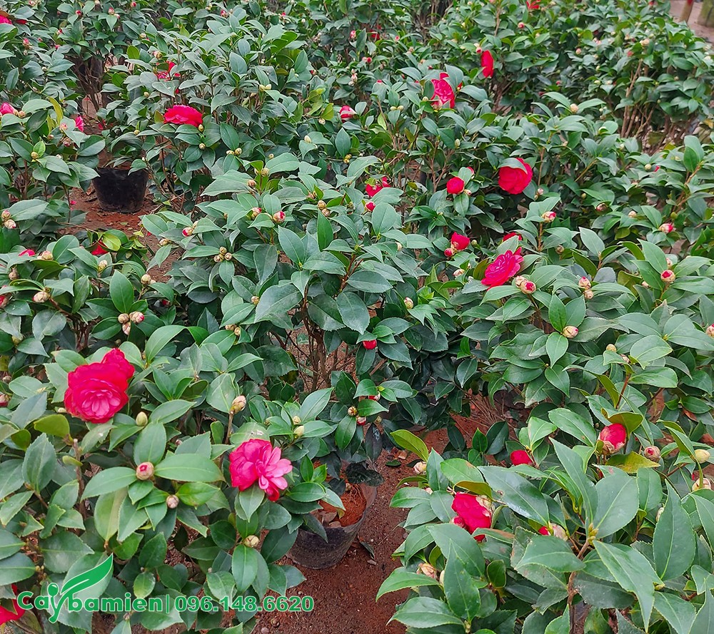 Những bông hoa trà màu hồng đỏ rực rỡ