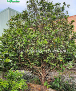 Cây Mai Tứ Quý cao 2m, tán tròn đẹp