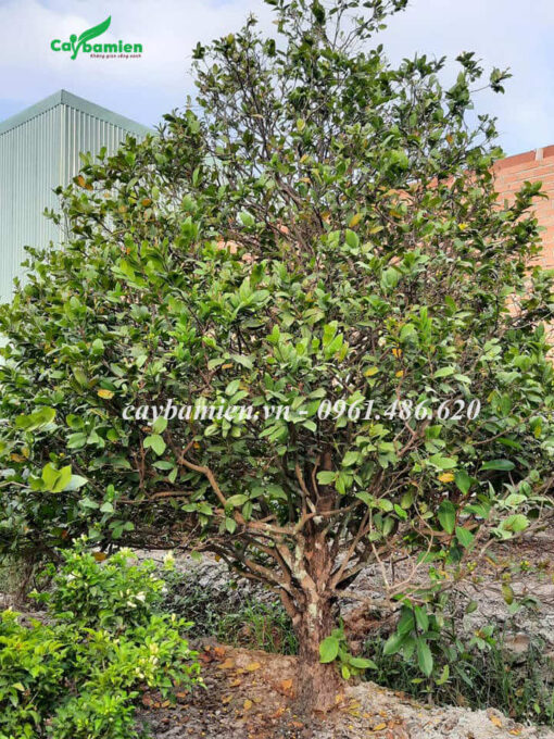 Cây Mai Tứ Quý cao 2m, tán tròn đẹp