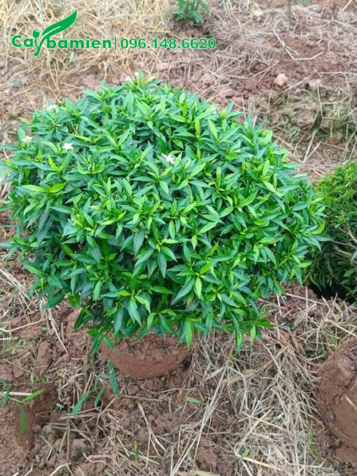 Cây Mai Vạn Phúc cao 40cm vừa mới bứng bầu