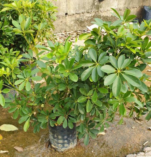 Bán cây ngũ gia bì tại vườn