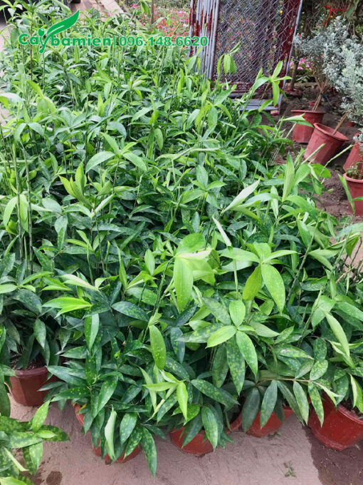 Cây giống Trúc Nhật số lượng lớn