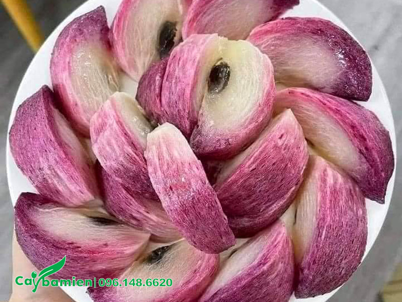 Đĩa vú chín mọng