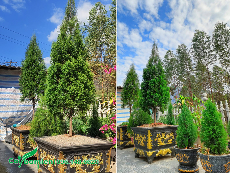 Cây hoàng đàn trồng chậu cảnh