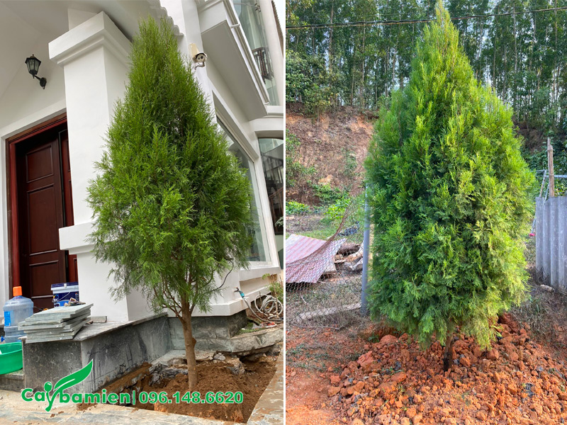 Thi công trồng cây hoàng đàn quanh biệt thự